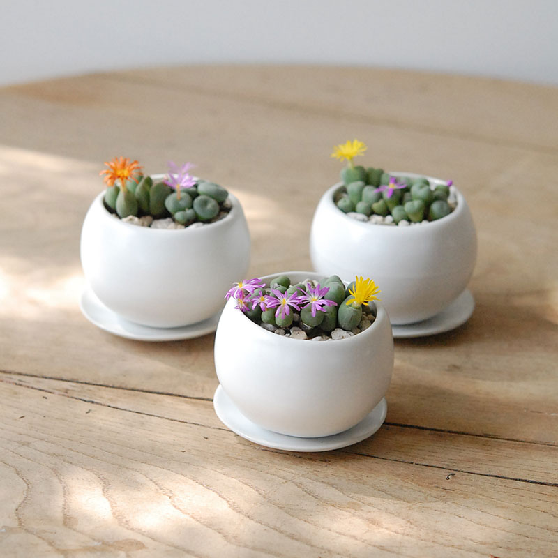 Conophytum ２種寄せ植え x コロンポット