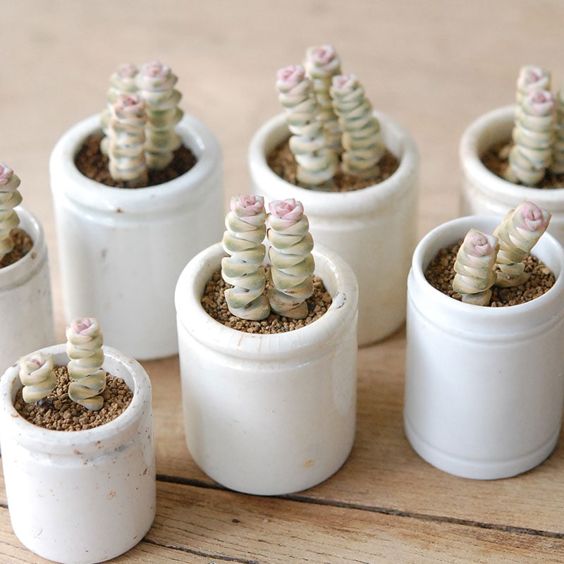 Crassula ファンタジー  x antique イギリスジャー521~527