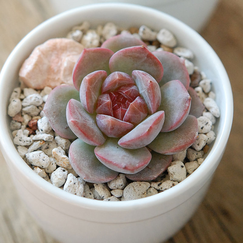 いちごトロトロ / Echeveria | 多肉植物の専門店 solxsol（ソルバイソル）