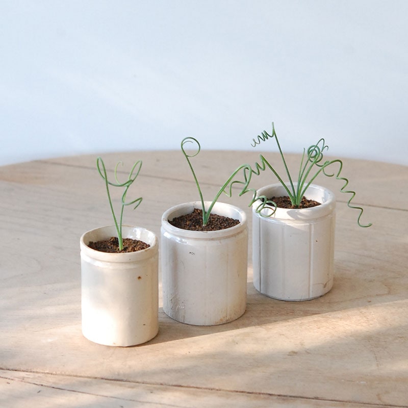 Albuca スピラリス x antique イギリスジャー