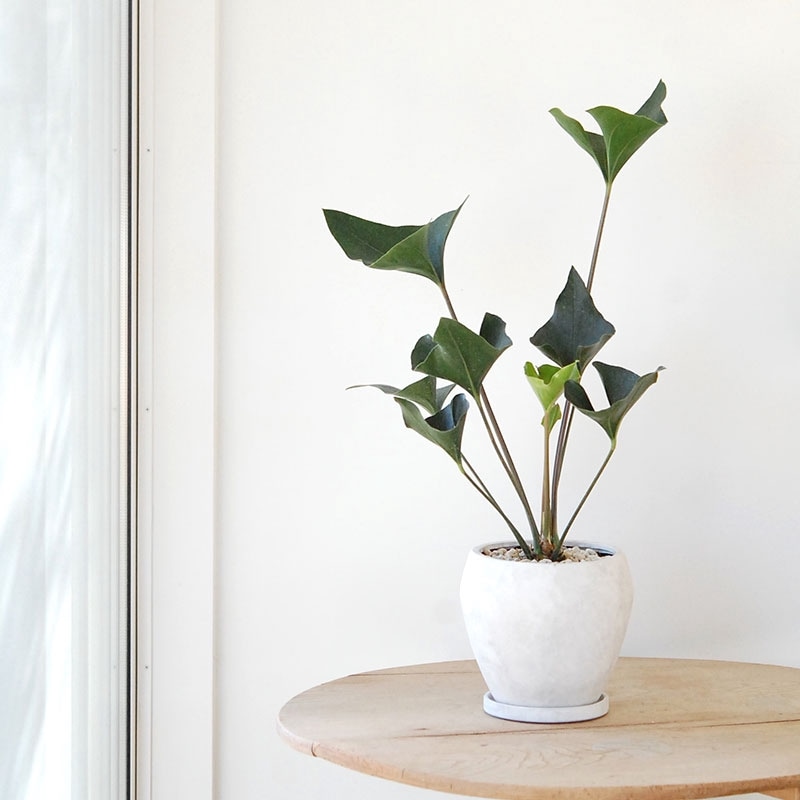 Anthurium アロー x グレーポットm