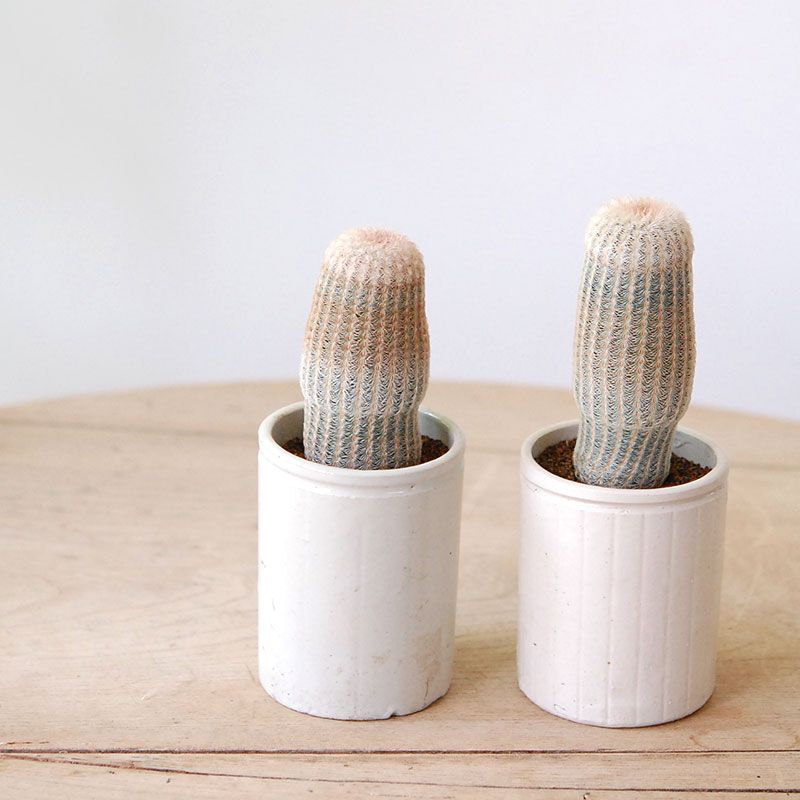 Echinocereus 太陽 x antique イギリスジャーm