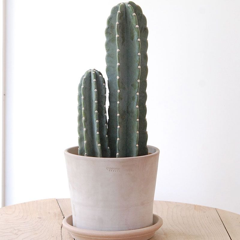 Cereus x テラコッタpot