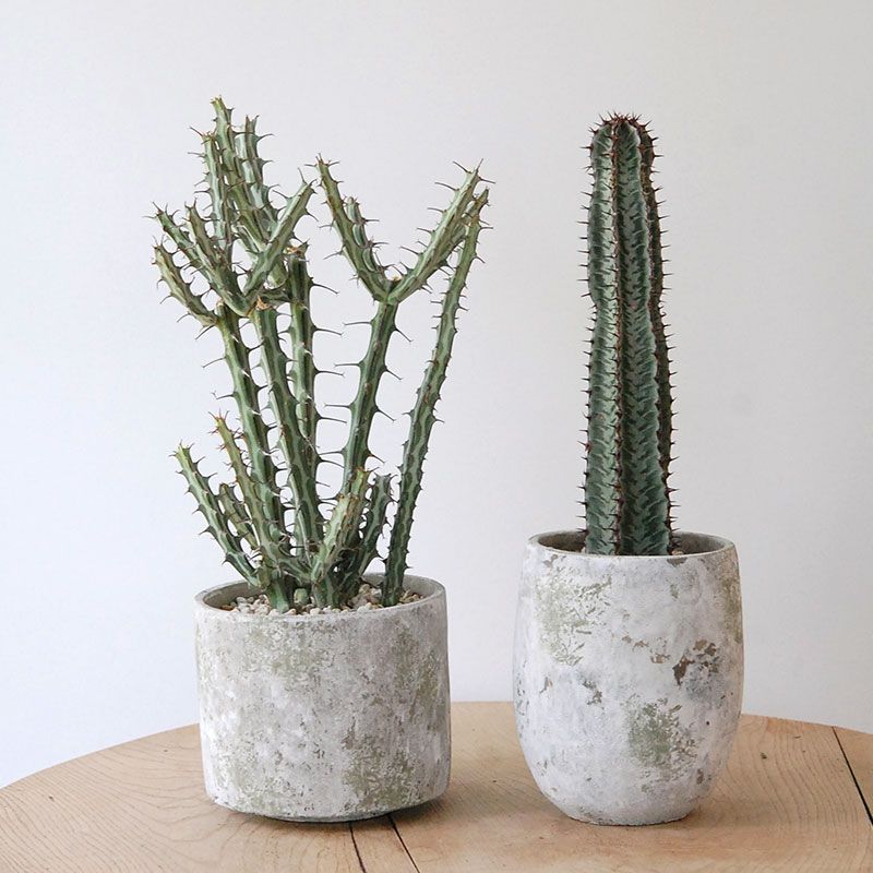 Euphorbia x green pot