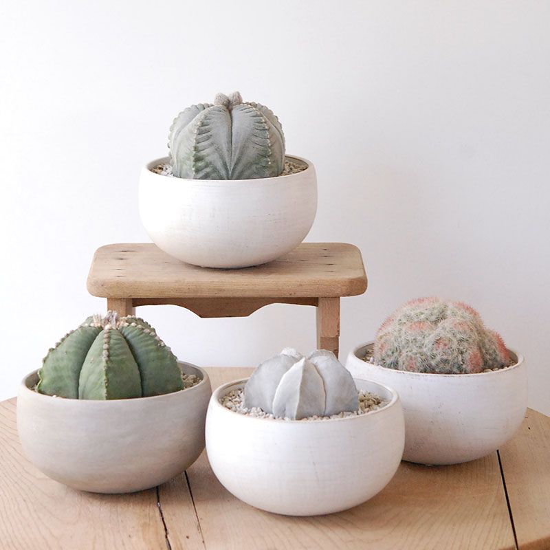 ホワイトポットロウ