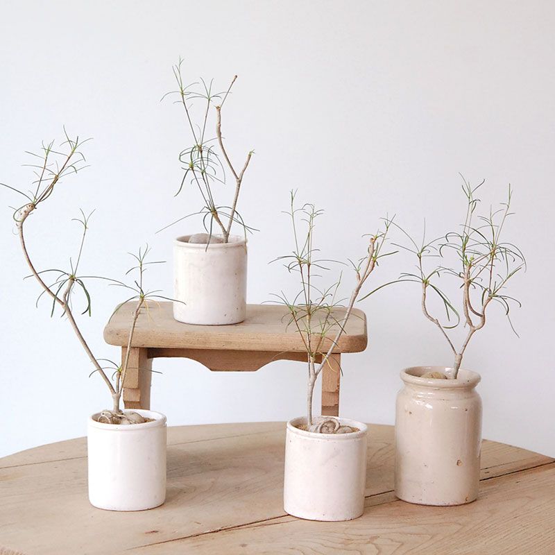 Euphorbia ヘディオトイデス x antique イギリスジャー
