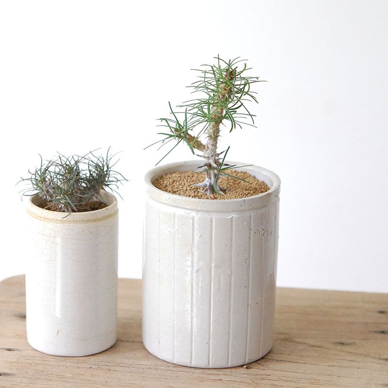 Euphorbia ゴッドレベイ x antique イギリスジャー