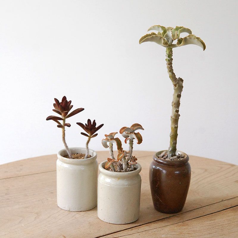 Kalanchoe x antique イギリスジャー
