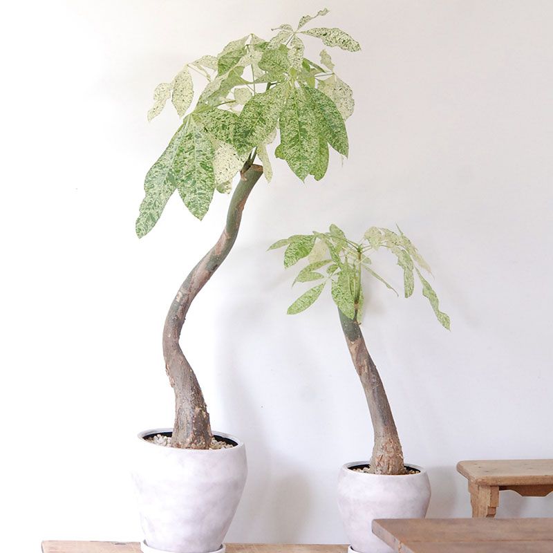 Ficus パキラ斑入り x ホワイトポット