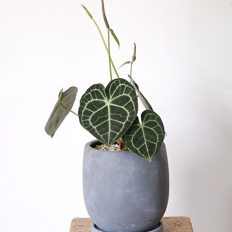 Anthurium クラリネルビウム x グレーポット