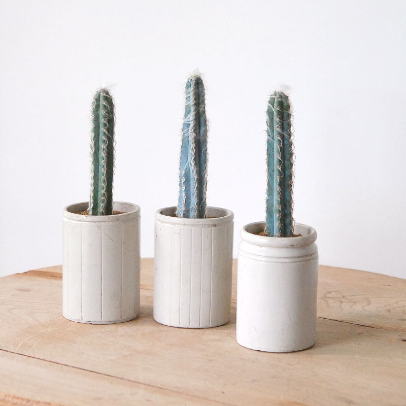 Pilosocereus pachycladus x antique イギリスジャー