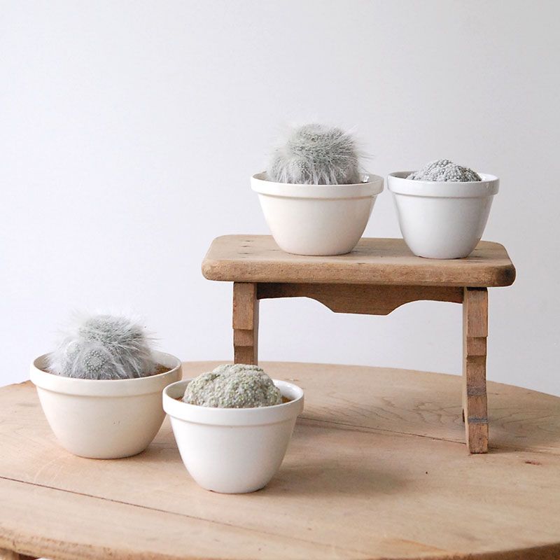 cactus x イギリス antique pudding bowl