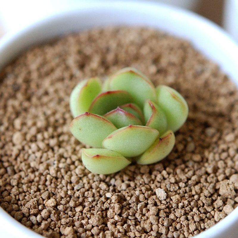 モンブラン / Echeveria