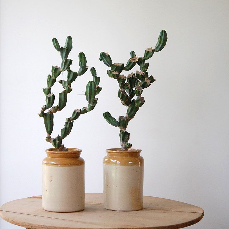 Myrtilocactus 竜神木ブランチ x イギリスantique 2tone pot