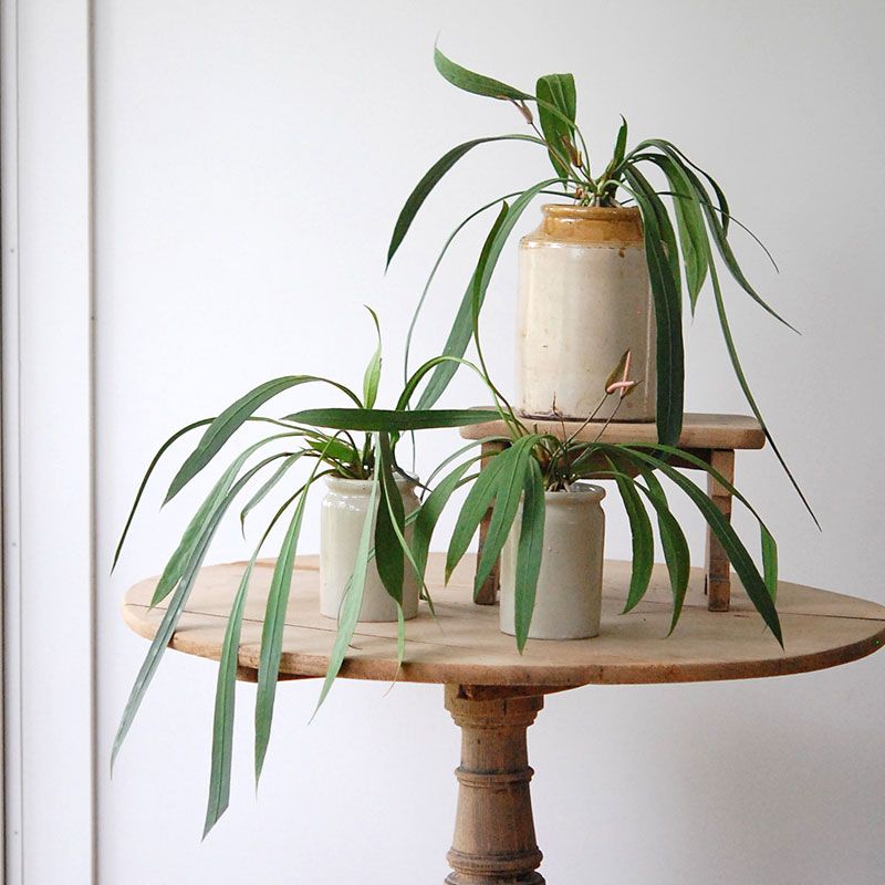Anthurium ビッタリフォリウム x イギリス antique pot