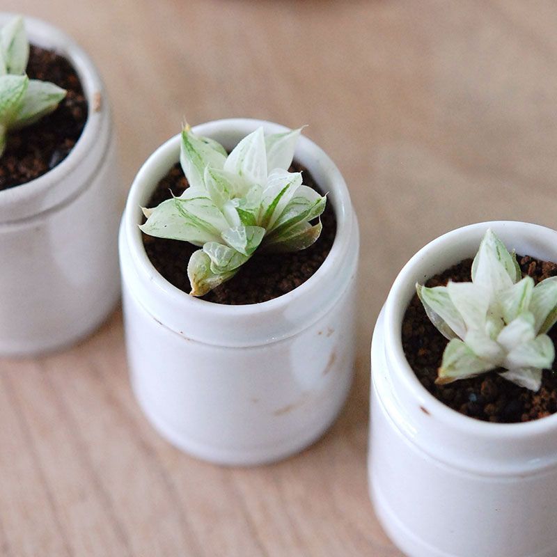 Haworthia 氷砂糖 x antique イギリスジャー