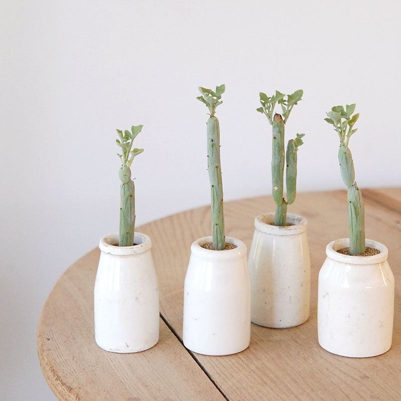 Senecio 七宝樹 x antique イギリスジャー