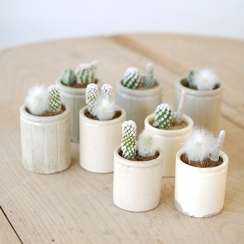 サボテン寄せ植え x antique イギリスジャー