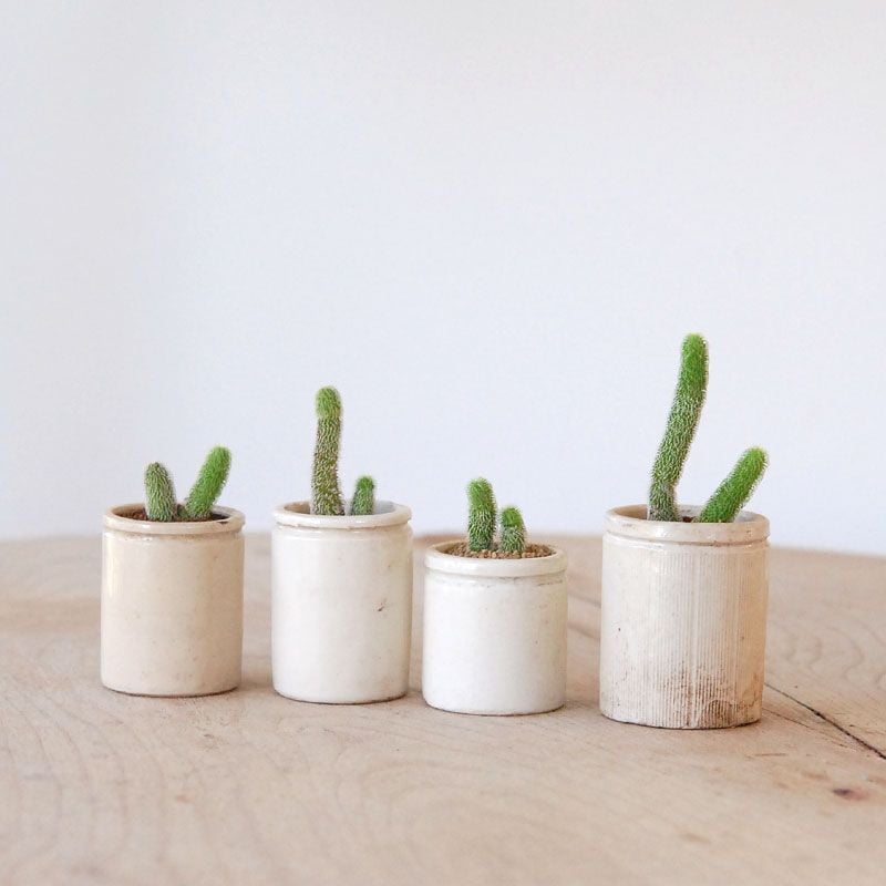 Stapelianthus ピロサス x antique イギリスジャー