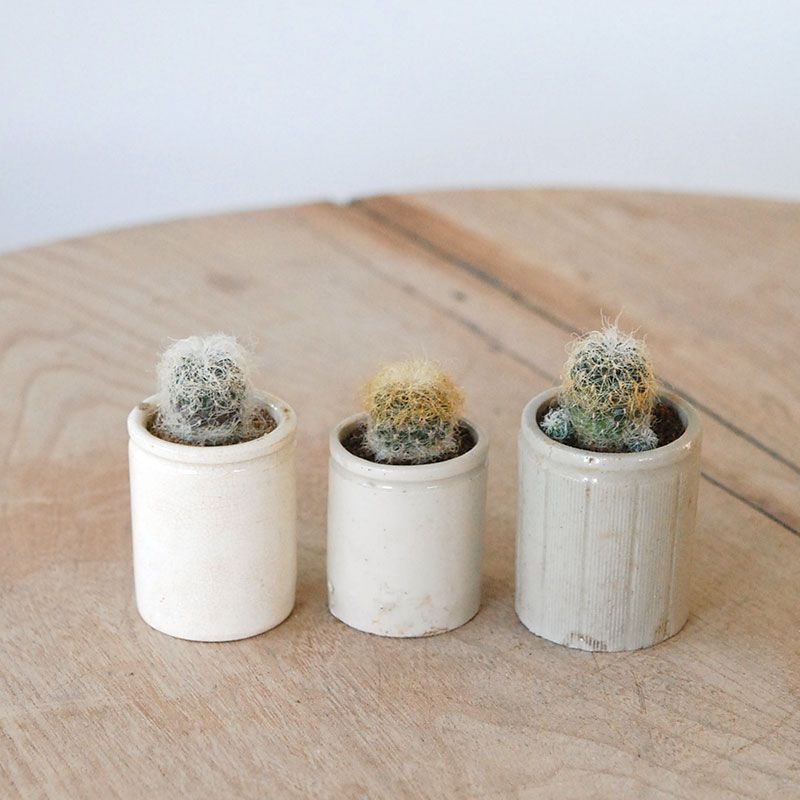 Sulcorebutia パトリシアエ  x antique イギリスジャー