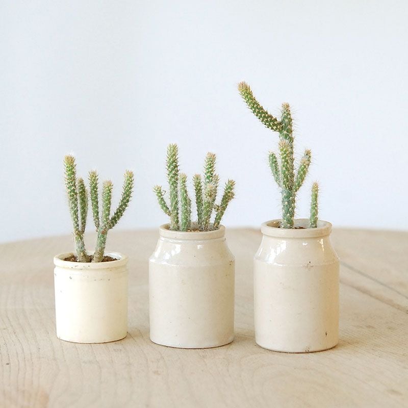 Cylindropntia スピノシオール x antique イギリスジャー