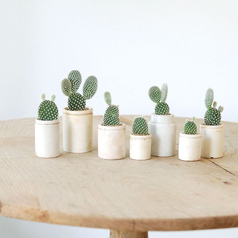 Opntia 象牙団扇 x antique イギリスジャー