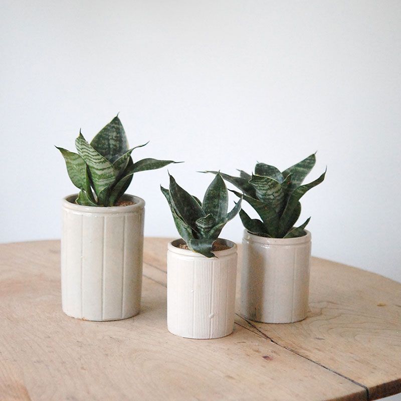 サンセベリアハーニー x antique イギリスジャー