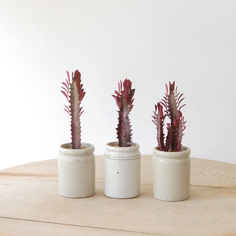 ブラウン　ラヴィエ セピア　ボタニカル　ジャポニズム　　フランス　アンティーク ブラウン ラヴィエ セピア ボタニカル ジャポニズム フランス