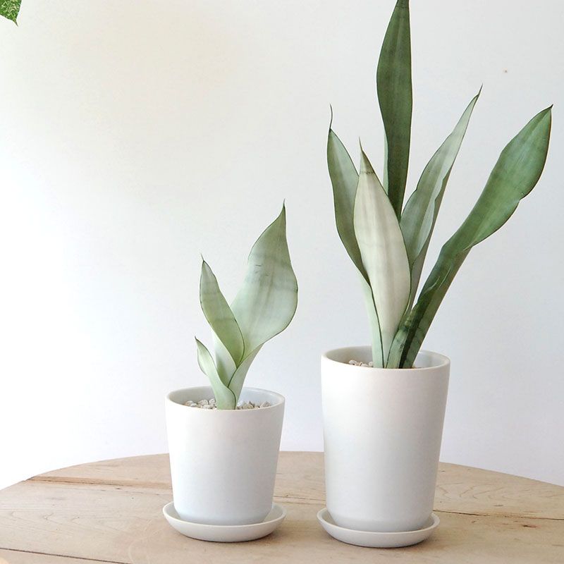 5,000円〜10,000円の商品 通販・販売｜多肉植物の専門店 solxsol