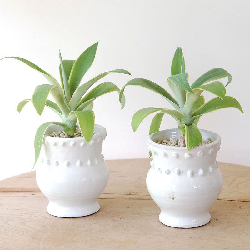 ✳️最終値下げ✳️多肉寄せ植え　ピアノ型プランター　水色　0226 ✳️最終値下げ✳️多肉寄せ植え ピアノ型プランター 水色 0226