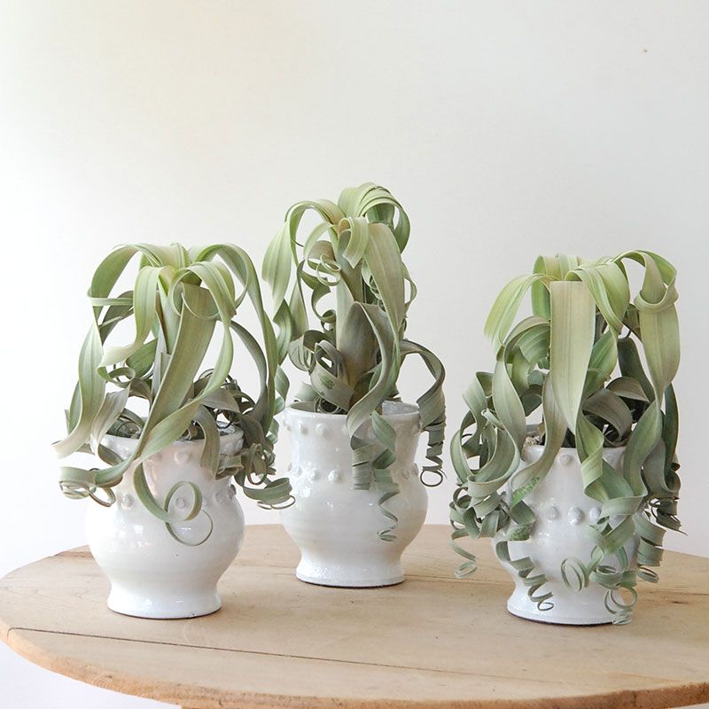 ❀そるまるす❀荒天・猛暑日は植物発送不可専用　グリーン ❀そるまるす❀荒天・猛暑日は植物発送不可専用4種