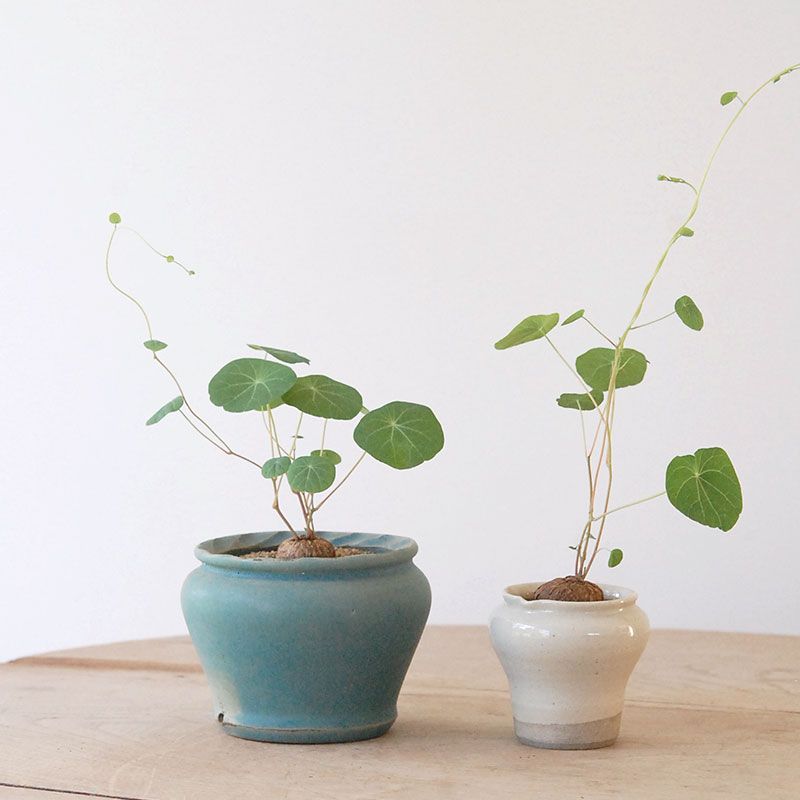 Stephania エレクタ x pot