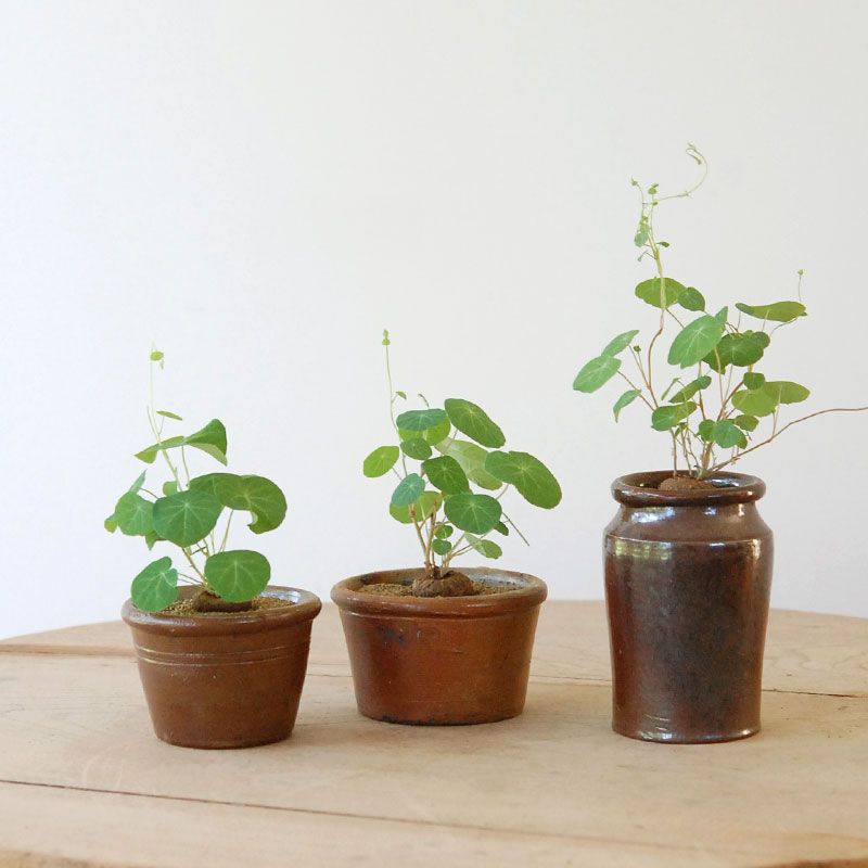 Stephania エレクタ x antique ブラウンポット