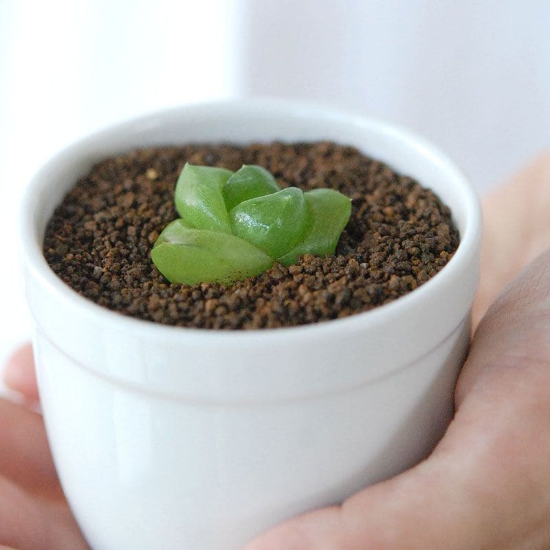 solxsolセレクト 多肉植物の通販・販売｜多肉植物の専門店