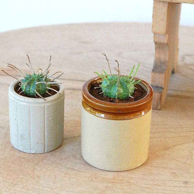 Euphorbia バリダ x antique イギリスジャー