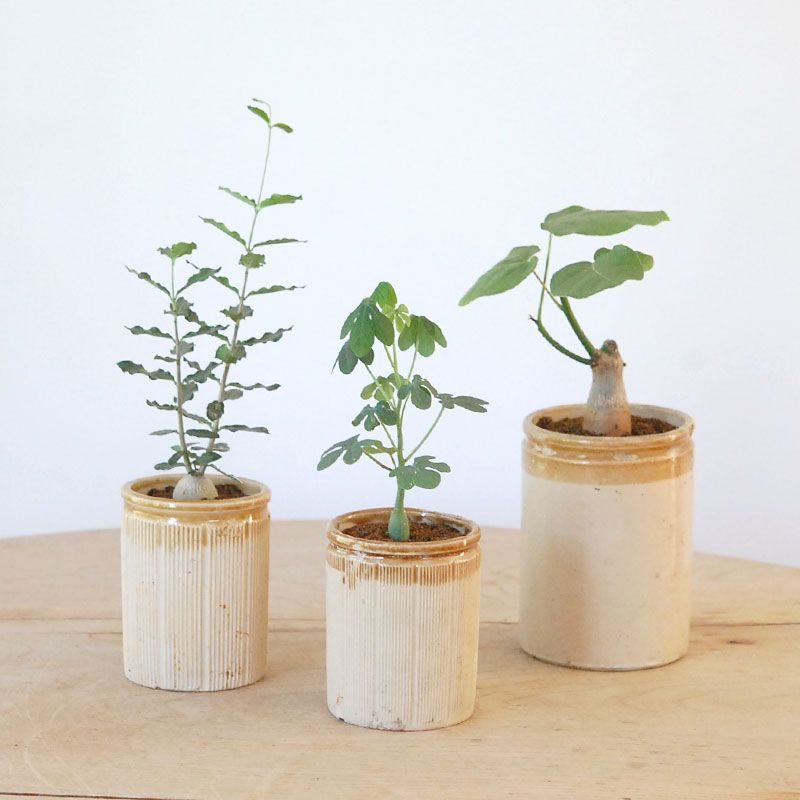 succulet x antique イギリスジャー