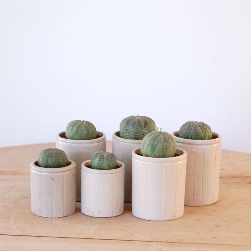 Euphorbia オベサ x antique イギリスジャー