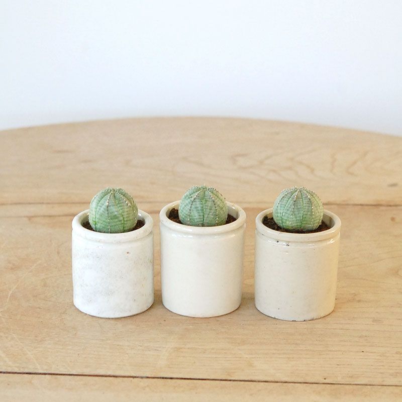 Euphorbia オベサ x antique イギリスジャー