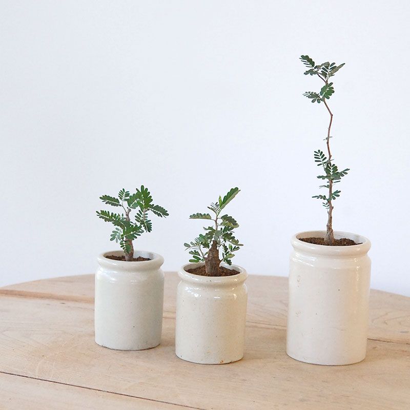 Senna meridionalis メリディオナリス x antique イギリスジャー