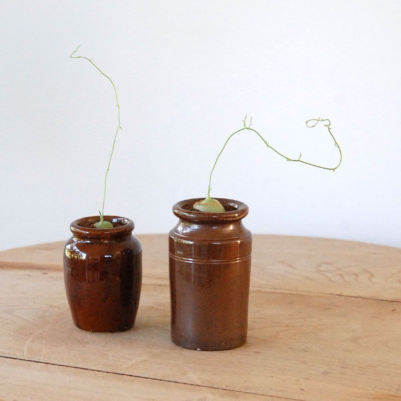 Bowiea 蒼角殿 x antique イギリスジャー