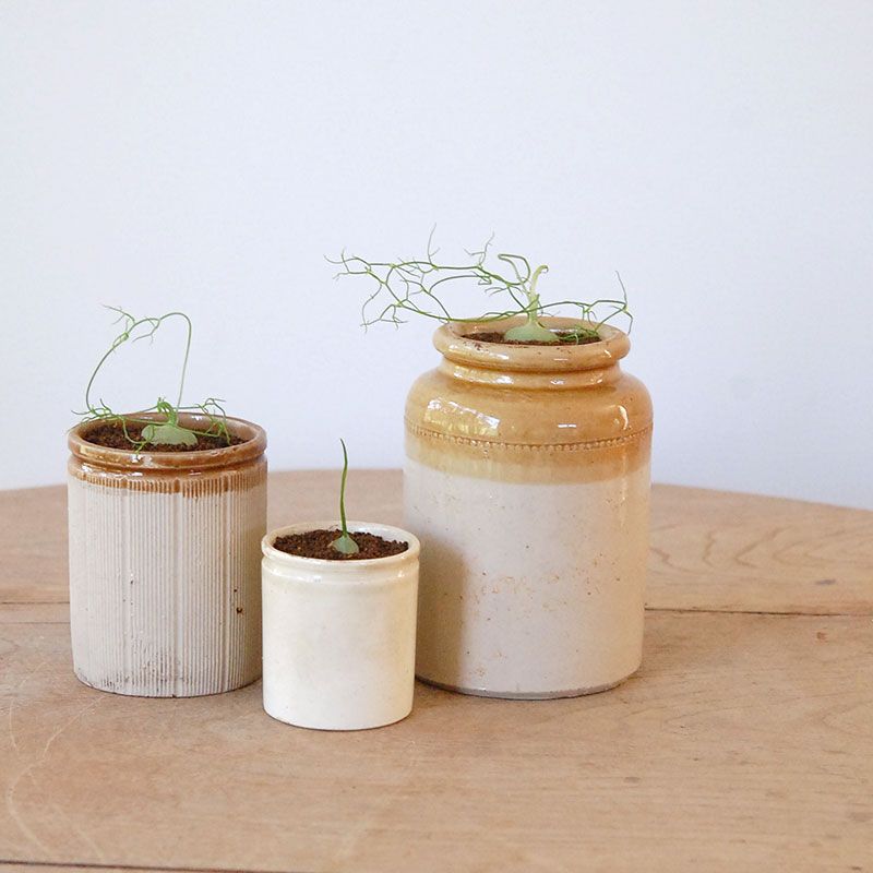 Bowiea 蒼角殿 x antique イギリスジャー