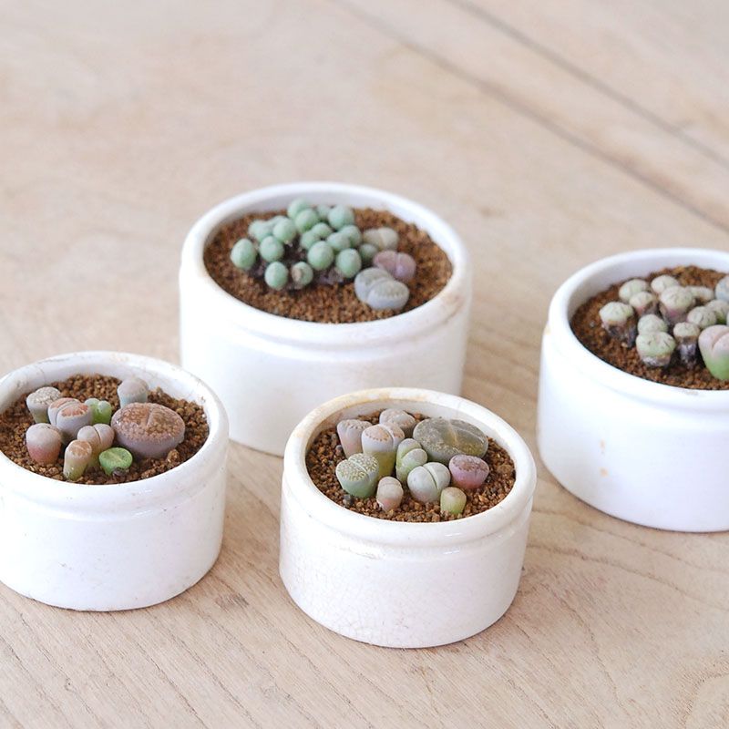 Lithops and Conophytum x antique イギリスジャー
