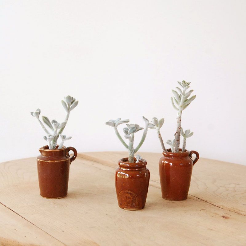 Echeveria フロスティー x antique イギリスジャー