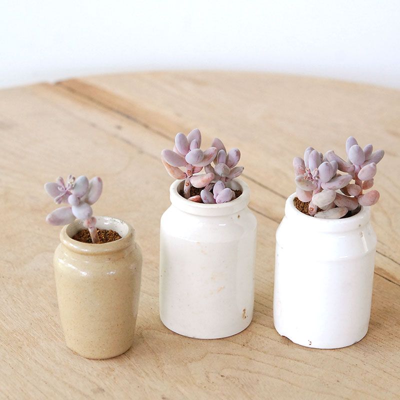 Pachysedum ガンゾウ x antique イギリスジャー