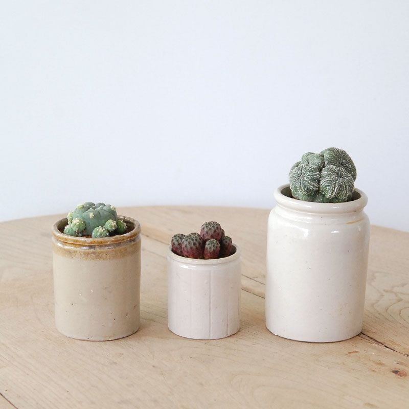 Cactus x antique イギリスジャー