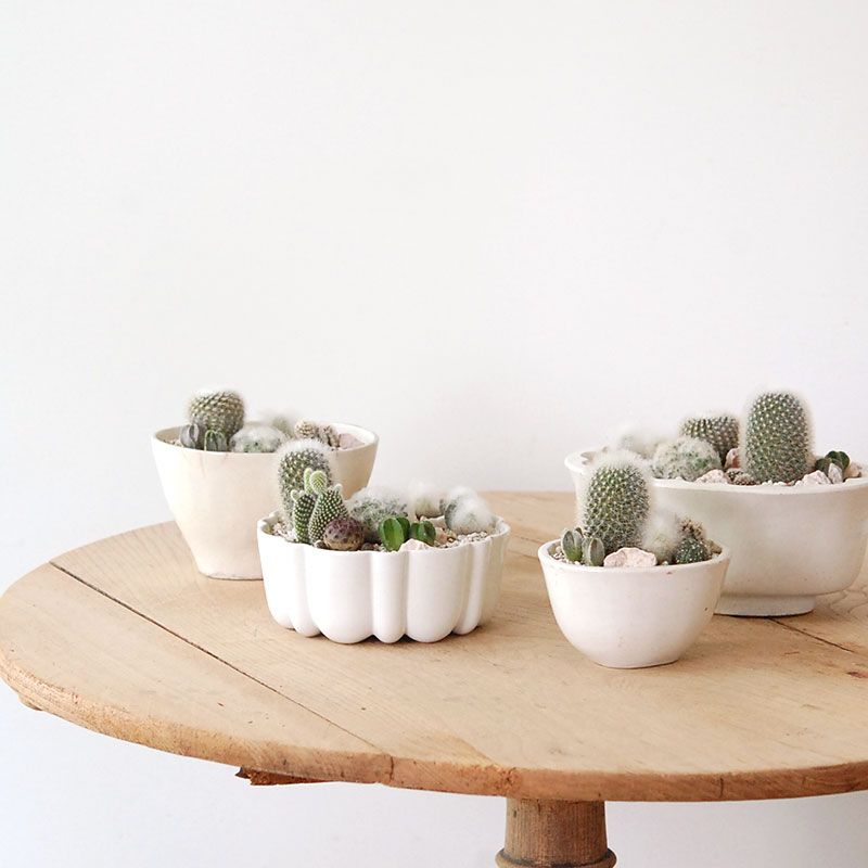 多肉植物 ❤️ フルルックス❤️1頭10cm!抜き苗4年生！ 多肉植物 ❤️ フルルックス❤️1頭10cm!抜き苗4年生！