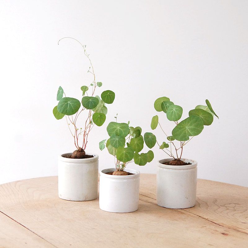 Stephania エレクタ x antique pot