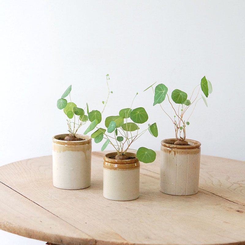 Stephania エレクタ x antique pot