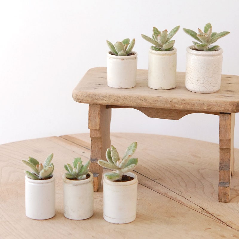 専用‼︎多肉植物^o^  ラッキーガール Kalanchoe ラッキーガール x antique pot | 多肉植物の専門店