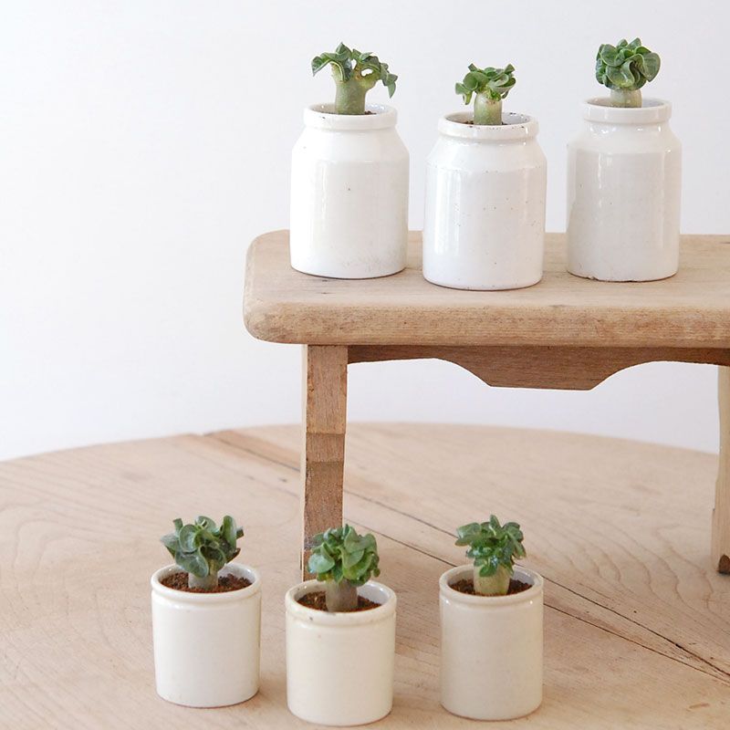 Adenium 獅子葉アラビカム x antique pot